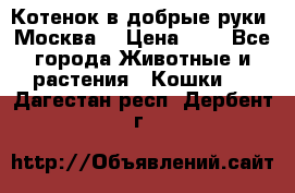 Котенок в добрые руки. Москва. › Цена ­ 5 - Все города Животные и растения » Кошки   . Дагестан респ.,Дербент г.